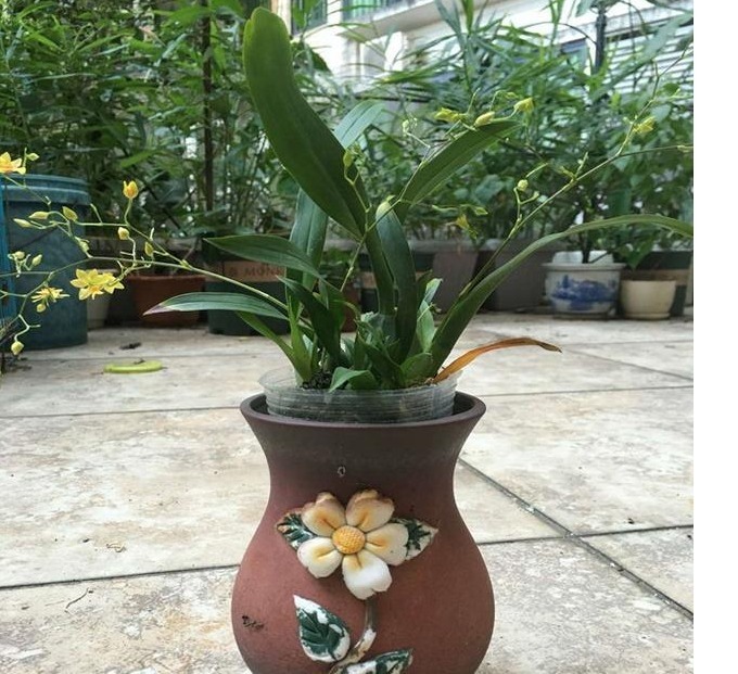 以下“2种”药,对于养兰花的人来说,是不可多得的好“肥”