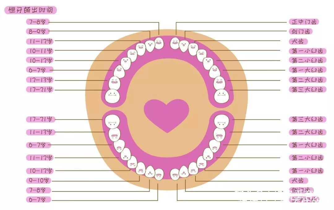 换牙期间|孩子换牙齿了,看到快长出的牙齿是歪的,该怎么办
