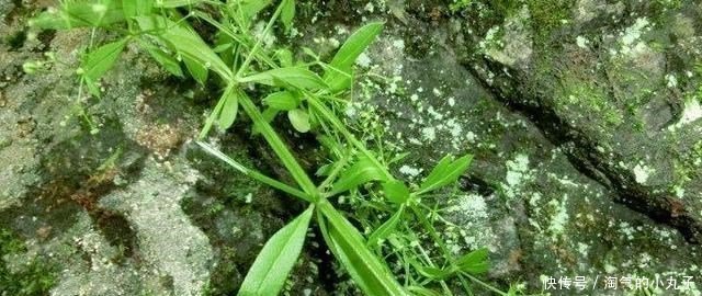 珍贵|农村这种野草,到处可见,殊不知是治癌良药,价值珍贵,请您识别