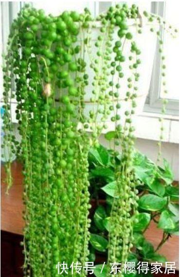 世上公认最美的3种花,谁见了都喜欢,家里养一盆,招财又纳福