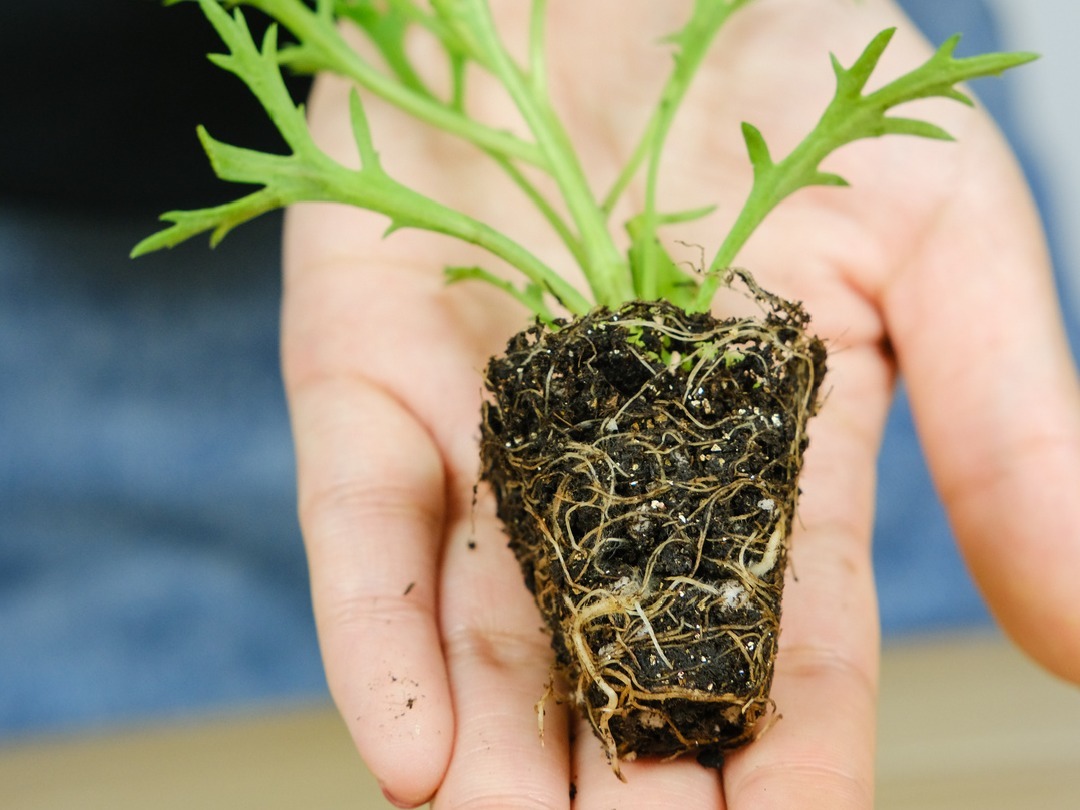 嫩苗|7种花养老桩不好,多扦插、养嫩苗,才能年年开花