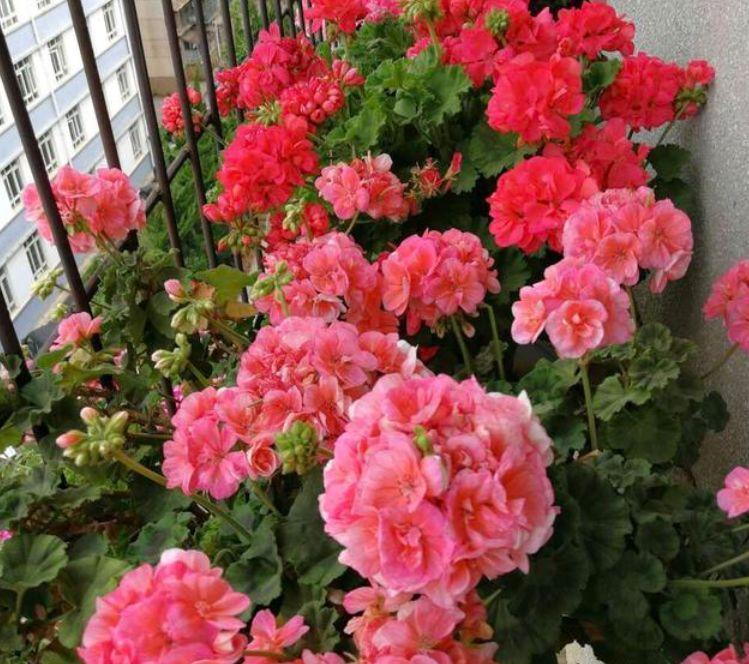 几款花卉,花艳易爆盆,家里充满色彩感,阳台变成小花园