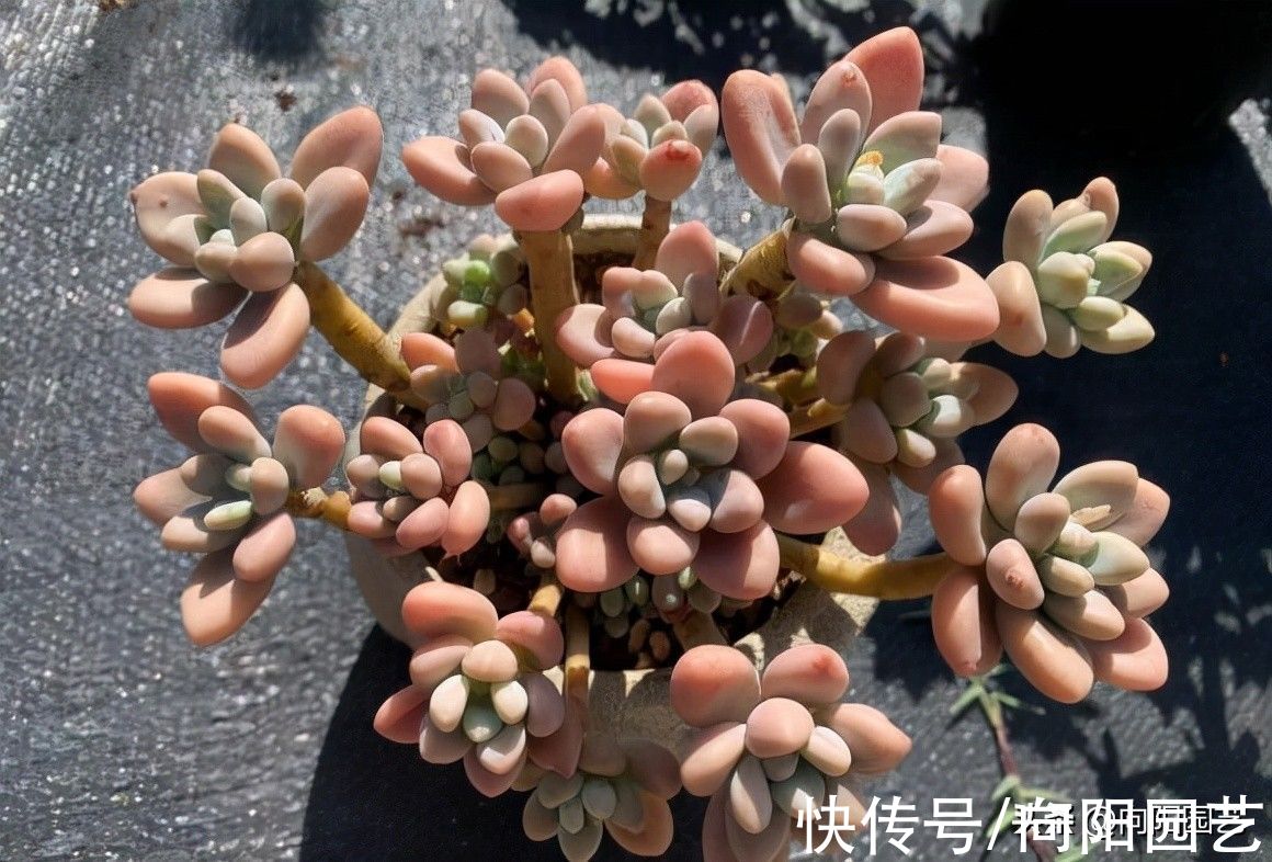 群生多肉很漂亮,买回家就玩完,10天掉叶子,1个月变光杆