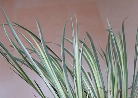 浇水|“3种花”一浇水就能活，客厅养一盆，花朵一开就成“瀑布”