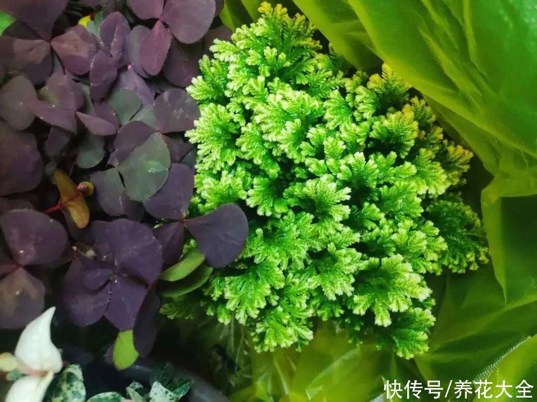 山上遇到“还魂”草，千万不要挖，养不活还破坏环境