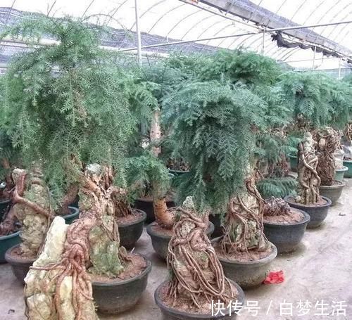 福禄桐|养在客厅里特别霸气的几种大型植物，有的还能养成盆景