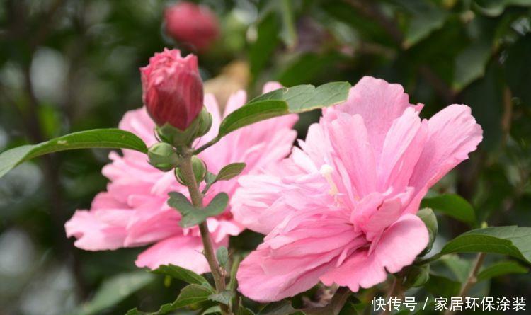 养花就养4种花,开花就爆盆,不易生病好养护