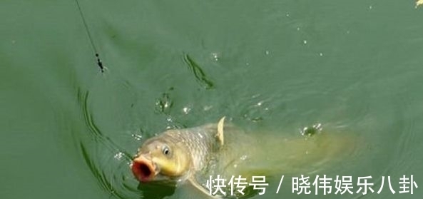野钓鲤鱼没有秘诀,掌握这几个技巧,新手也能有收获