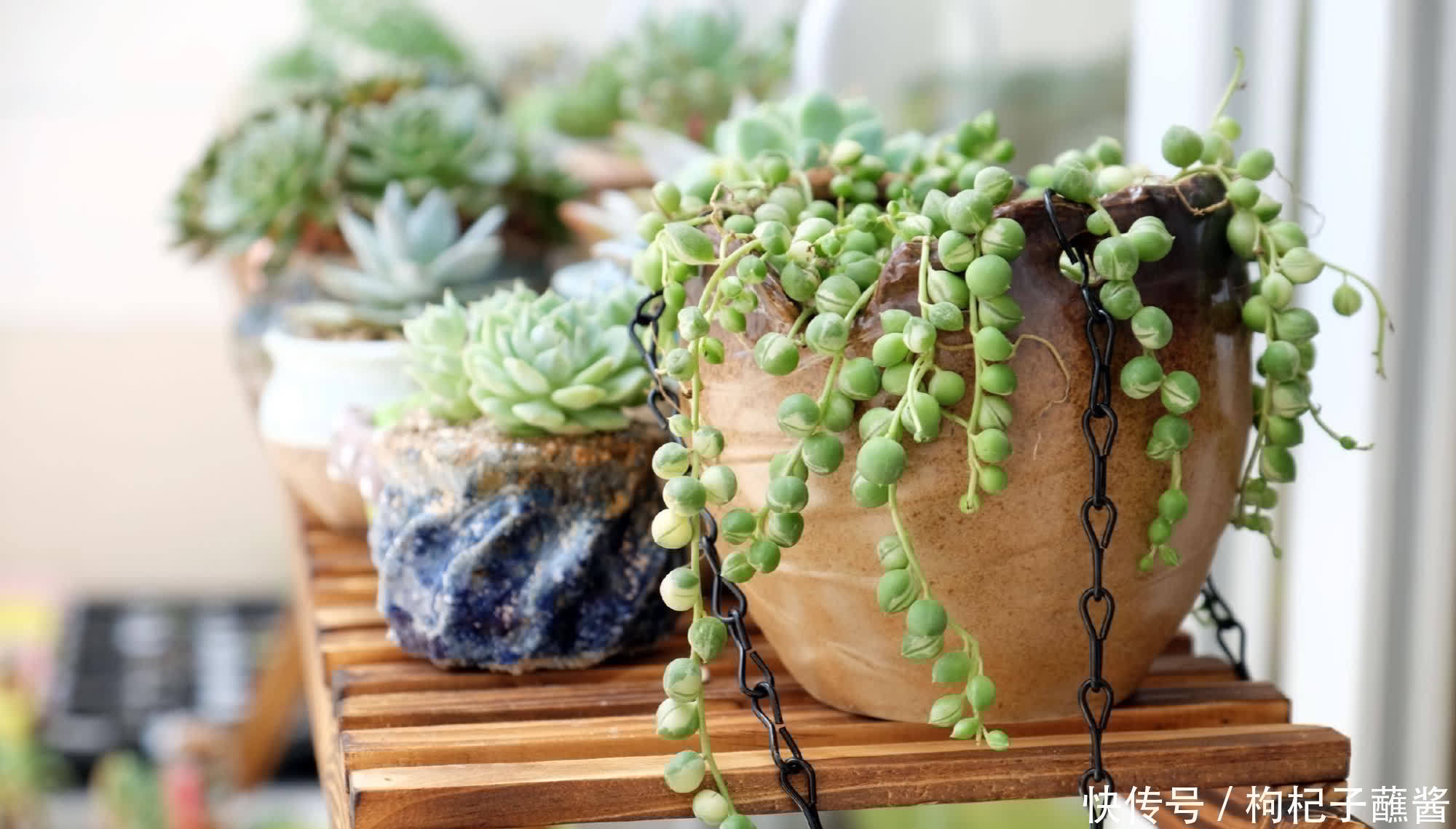 养多肉佛珠，用一个简单省心的方法，圆鼓鼓，几个月挤爆花盆