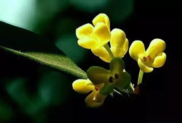 中国十大名花欣赏,美极了!