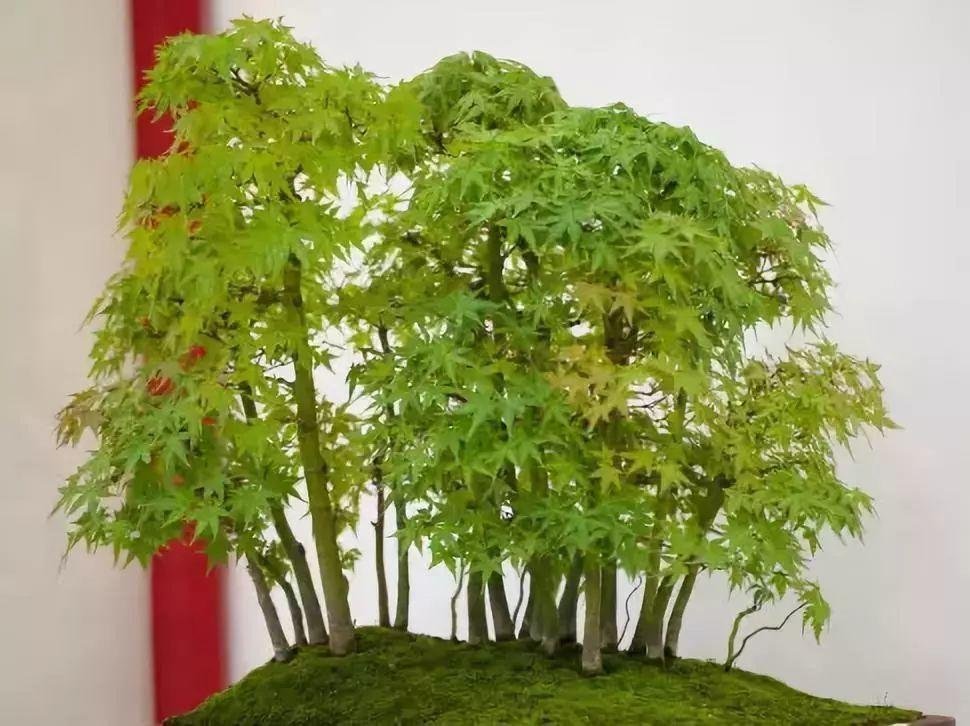 收藏|惊艳的6大盆景造型,中国植物艺术的巅峰,收藏起来