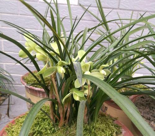 烂根|夏天养兰花，这件“傻事”别做，难怪兰花黄叶又烂根，谁做谁后悔