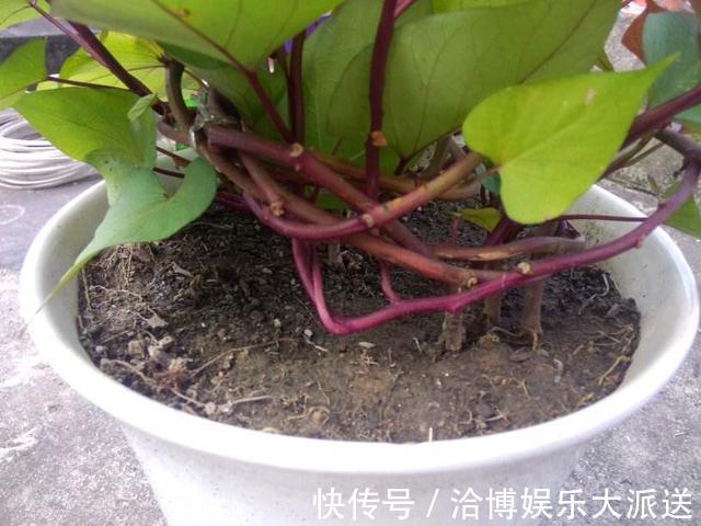 木耳菜|3种吃剩的“菜杆子”，丢土里，长成一片“绿萝”，3天采摘一大盆