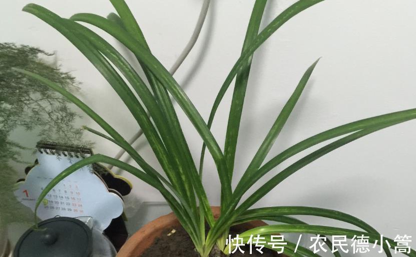 喷洒|兰花叶片上有灰尘,怎么清洗比较好?内行人:方法还真不少