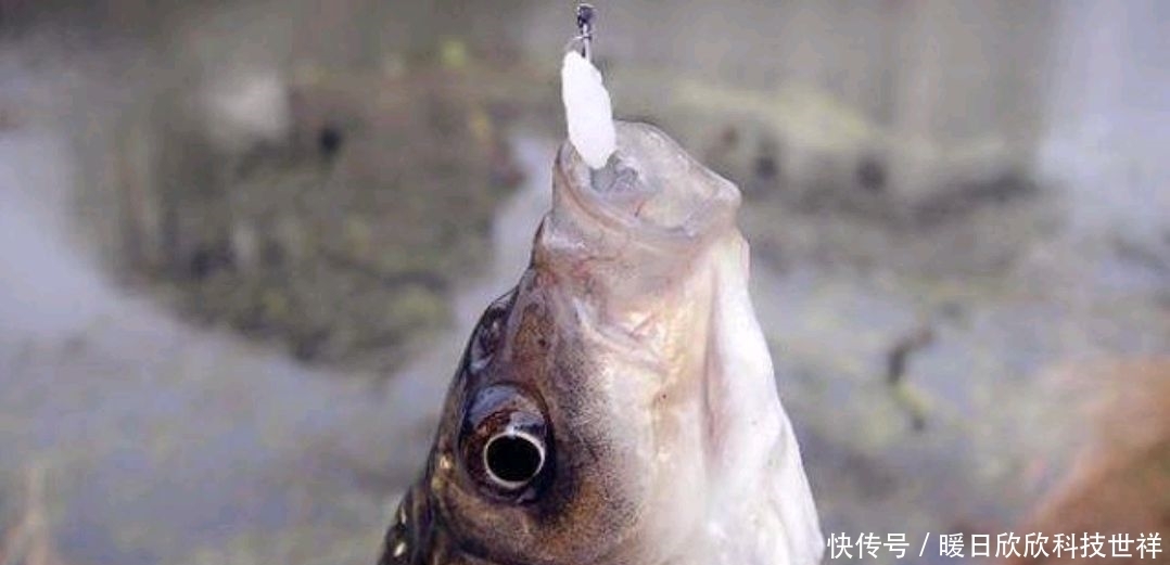 鲫鱼|米饭钓鱼,即经济又好用!用的好效果丝毫不比商品饵差