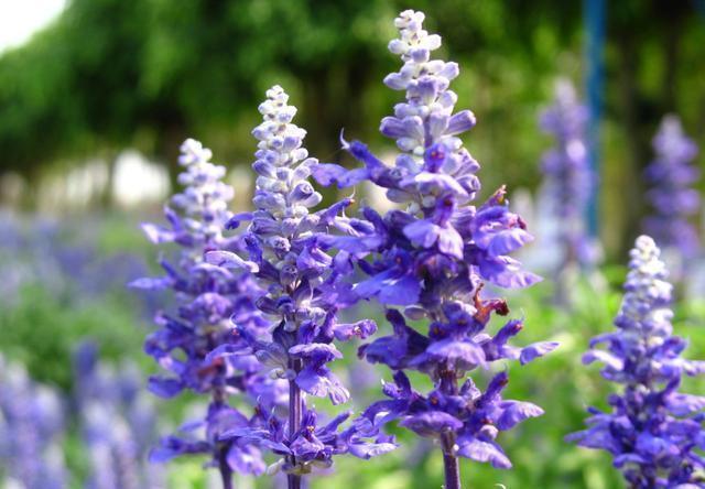 铃兰花|阴历5月初7开始,最适合养这些花,开花勤快,花香四溢