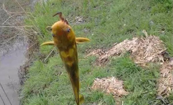 夏季钓黄颡鱼,这两种钓法很实用,钓法得当,渔获差不了