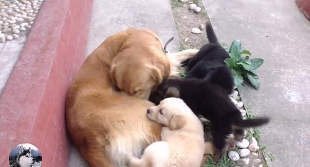 金毛|金毛生了窝奶狗,一半是金毛一半是德牧,结果还区别对待呢