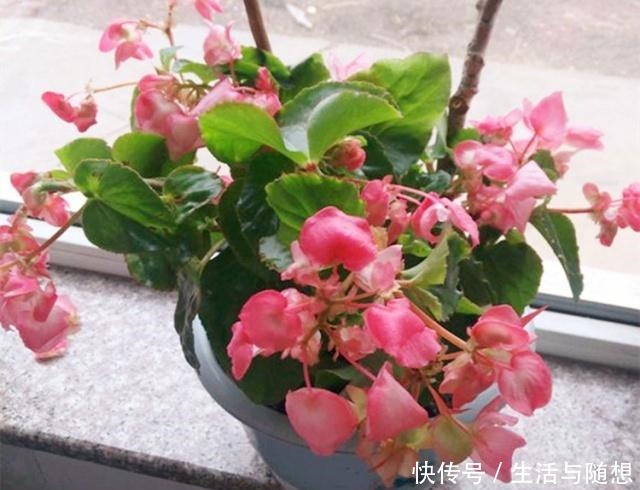 四季海棠“养不够”,不用买,剪根“枝条”长1盆,教你如何操作!