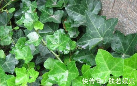 常春藤|新手养花,不如养盆花中精品“无名的裘德”盛开金灿灿,水果花香