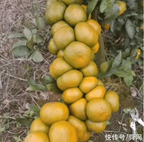 橘子树|“一棵自律的橘子树有多可怕……”哈哈哈可这不符合力学啊!