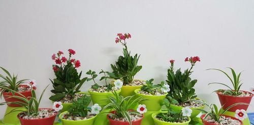 我用这方法扦插繁殖了几十盆的植物,薄荷、吊兰轻松培育