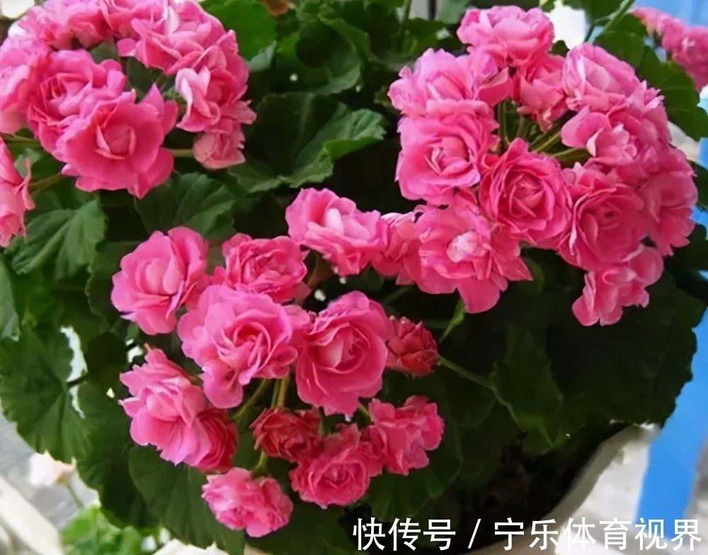 号称“开花机器”的4种漂亮花,养一盆赏花300天,是阳台盆栽佳品