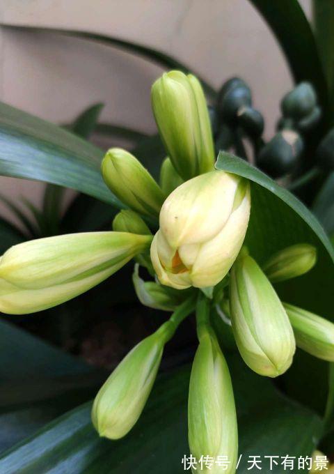 二氧化碳|给君子兰喝一种饮料,一年长6片叶片,闪亮发光