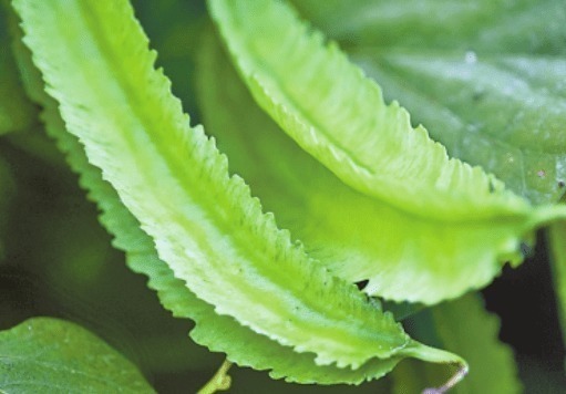 妇科炎症|女性不想得妇科炎症,可常吃此菜,养宫排毒,皮肤越来越水嫩!