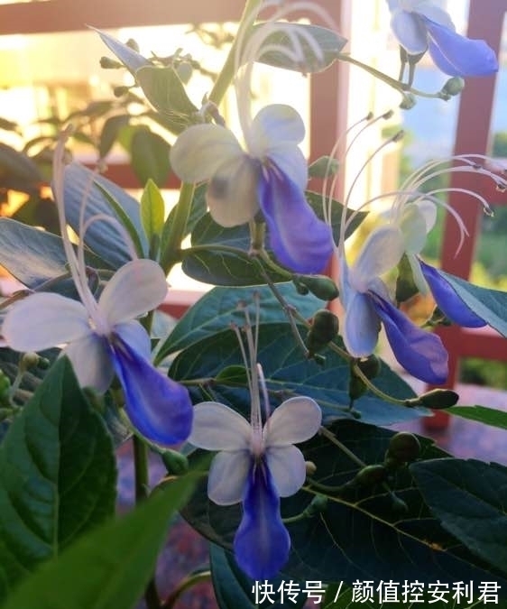 6种“仙气花”,美丽又动人,家里养一盆,就像捡到“大宝贝”