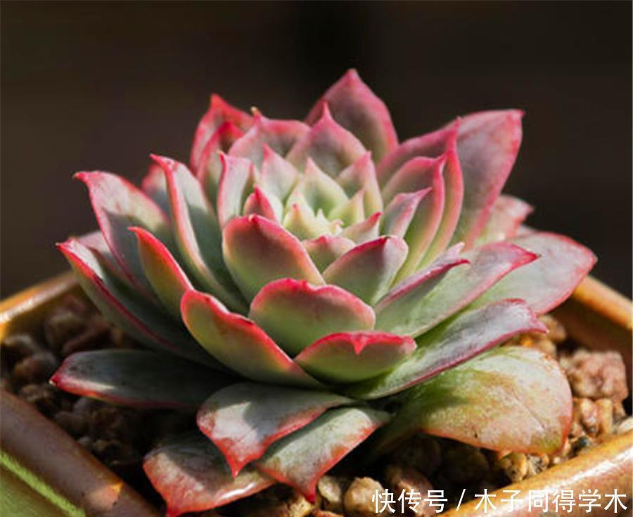 多肉中的“清纯女王”,清秀优雅养护简单,做好5要点,晶莹剔透