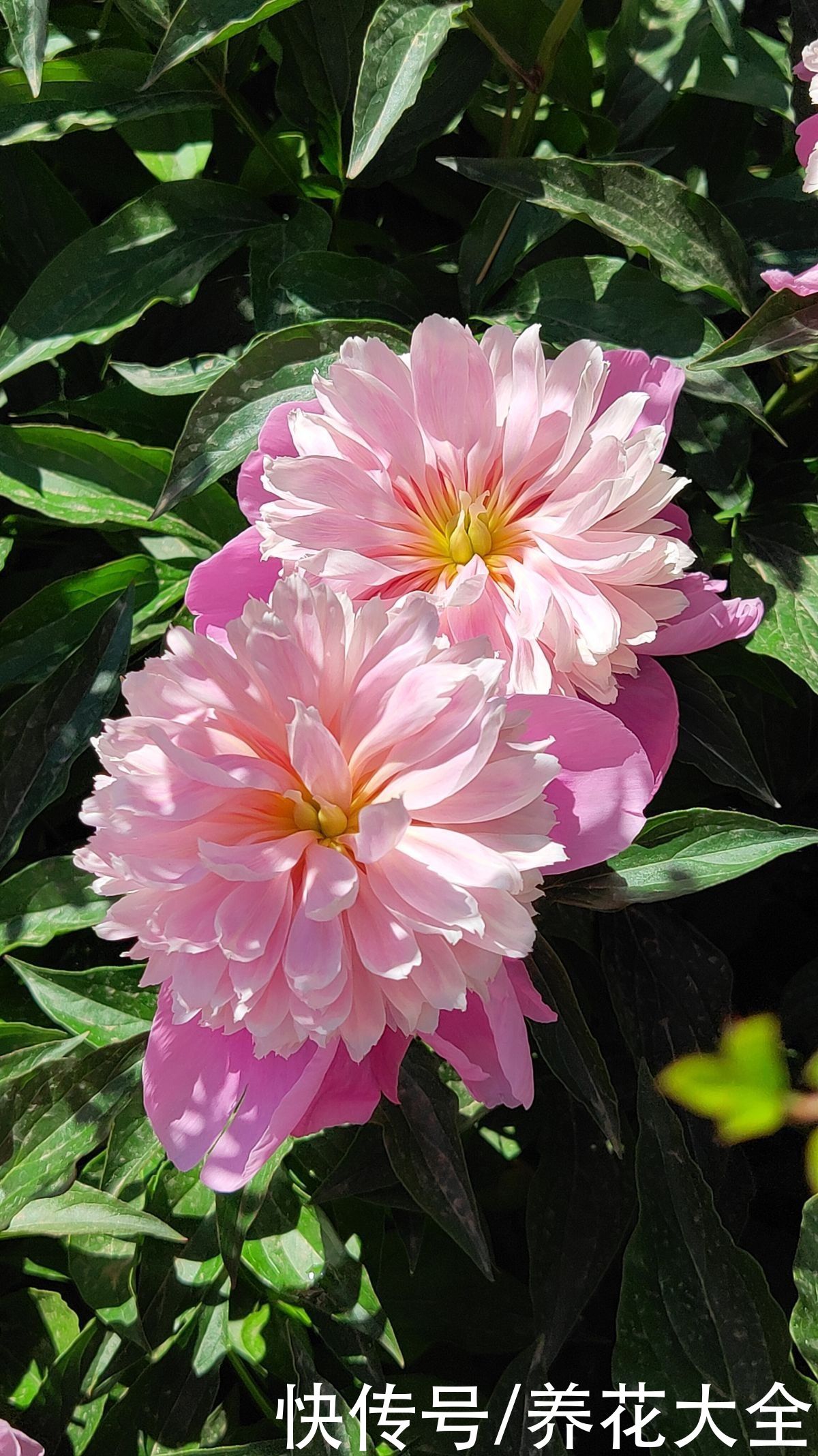 芍药|要想繁殖这3种花，不建议买种子，种出来也不是想要的样子