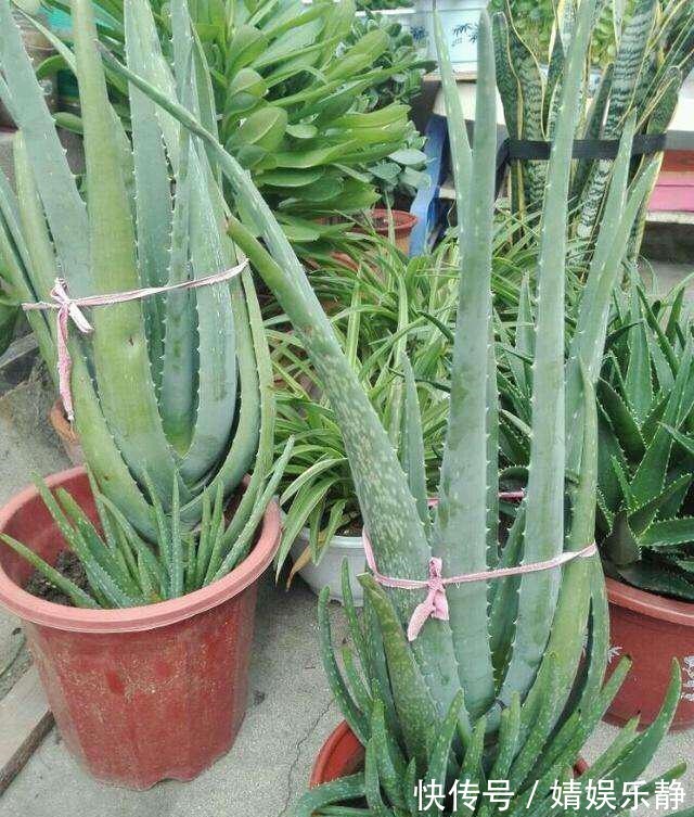 养芦荟,盆里浇一种“肥水”,侧芽不停冒,一年长满盆,又开花