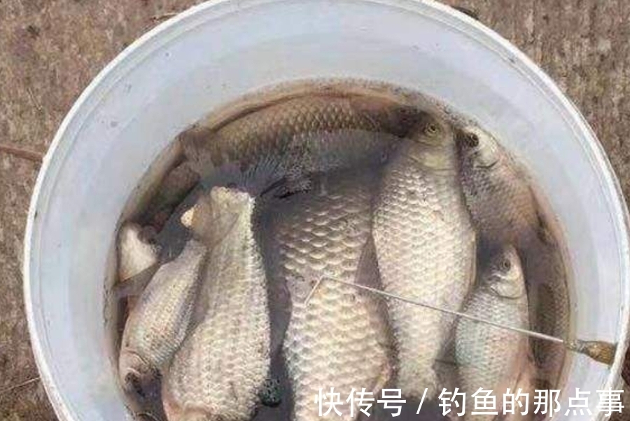 冬天太冷，鱼获总不尽人意，试用这3招，竿竿中鱼不停歇，特过瘾