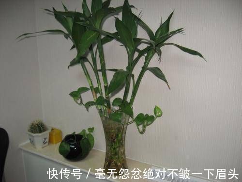 百合竹|这4种“吉祥花”寓意富贵,养了就是赚了,家里人都受益