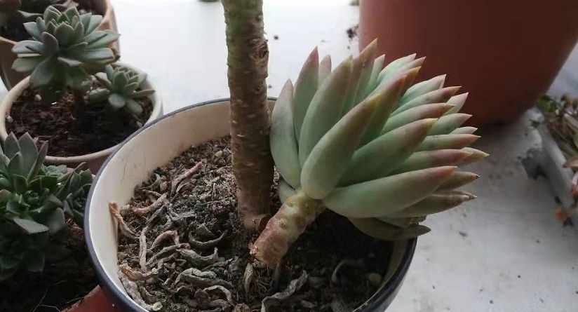 菌灵|不要觉得给多肉“砍头”残忍!养千佛手,“切几刀”小崽爆满盆