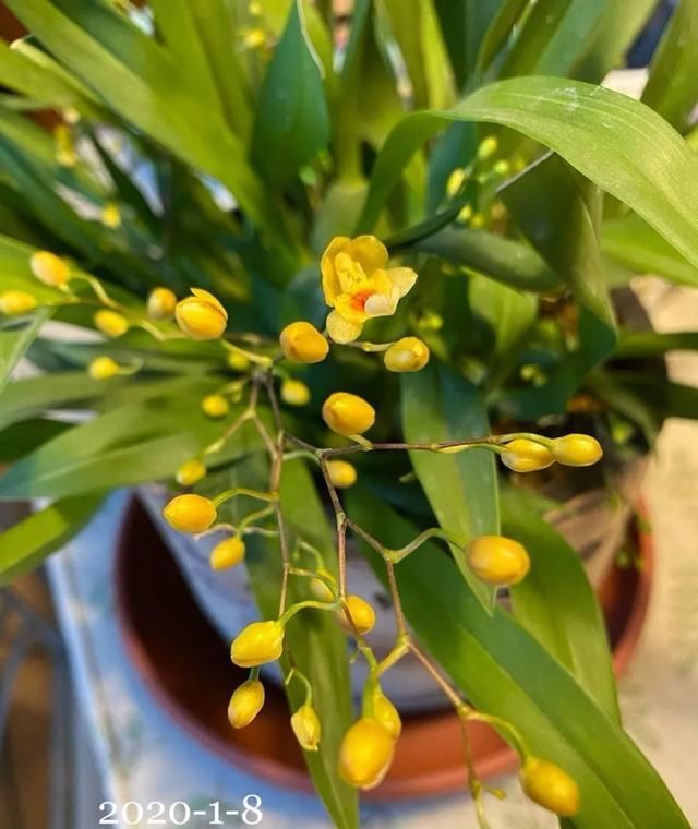 迷你文心兰每年买？这样养只要买一次，年年度能开花