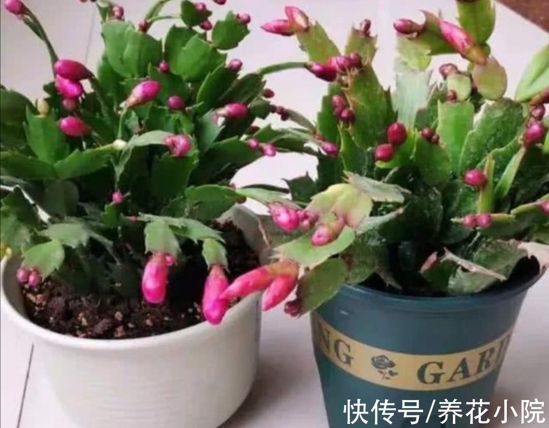 月季|冬天到了管住手,10种花要减少浇水,否则容易被冻伤