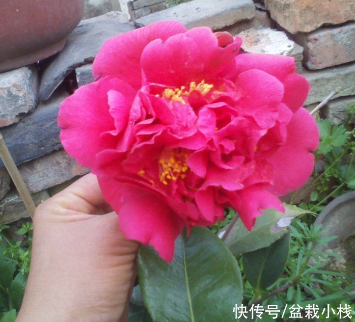 虎皮兰|养花6年，总结出这几个“坑”，建议新手花友看看