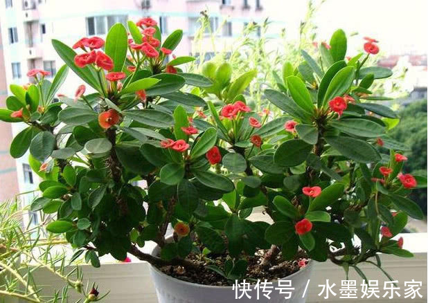 光照|5种懒人花卉,耐旱耐晒,越不管长得越好,盆栽轻松长爆盆!