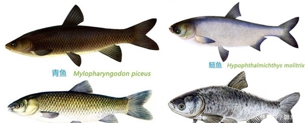 童年|亚洲鲤入侵全球,在美国胖成猪,在中国为什么却“活”不过童年