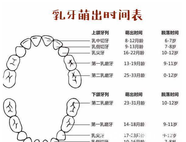 小白点|宝宝几个月长牙算正常？乳牙萌出时间、信号、护理注意，家长收藏