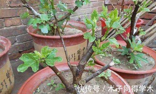 无花果什么时候换盆好,换盆要注意什么