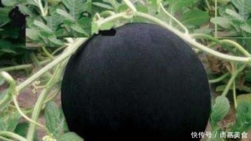 不常见的5种“黑色”水果,吃过3种以上的,应该是个美食主义者