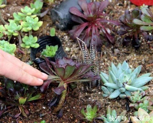 黑法师变老桩要绕开几个坑，晒的“崩溃”也能保条命