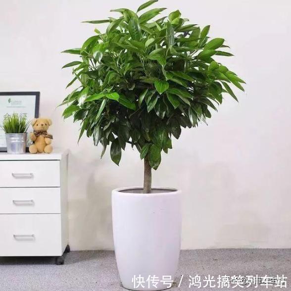 适合客厅养的6种“镇宅花”,美观大气又好养,越养越旺家