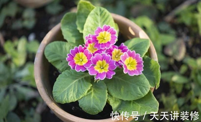 开花期|新人养花很容易上手的报春花，盆栽注意5点，开花又多又美