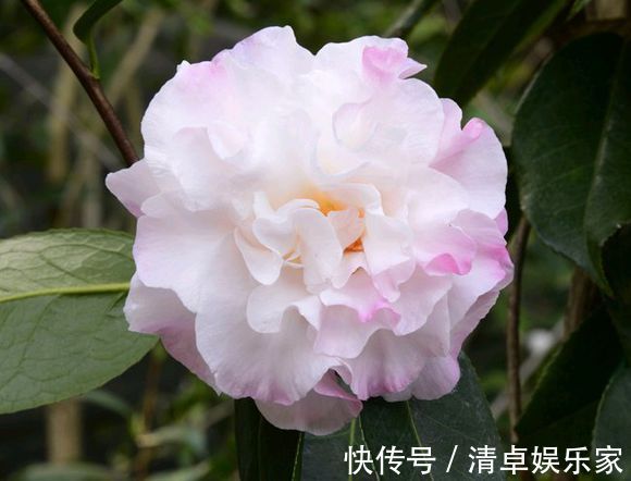 米兰花|夏季扦插茶花米兰花有妙招，套个塑料袋，保湿好生根快不死苗