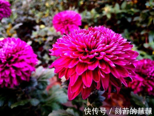 紫藤@五律 冬韵（外五首）