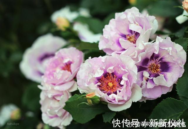 花型|25款勤花又好养的月季品种推荐。新手一定要来一颗,盆栽地栽都行